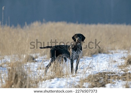 German Shorthaired Pointer in the field