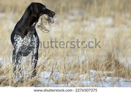 German Shorthaired Pointer in the field