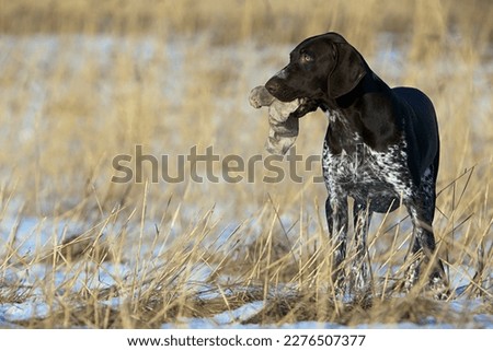 German Shorthaired Pointer in the field