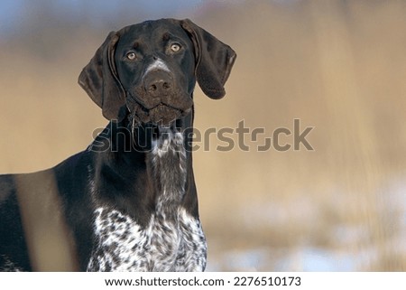German Shorthaired Pointer in the field