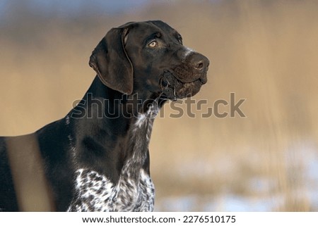 German Shorthaired Pointer in the field