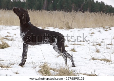 German Shorthaired Pointer in the field