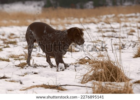 German Shorthaired Pointer in the field