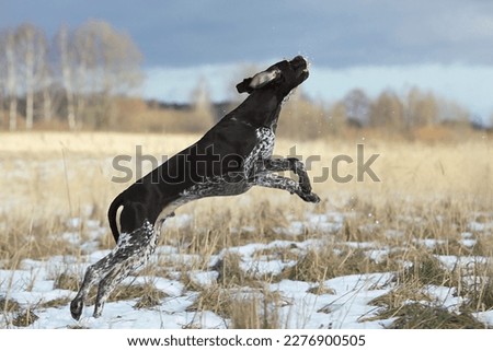 German Shorthaired Pointer in the field