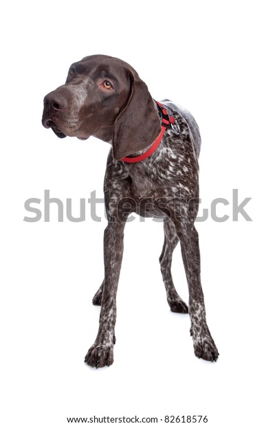 German Shorthaired Pointer Front White Background Stock Photo