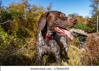 German Shorthaired Pointer GSP Dog Hunting For Birds In The Fall In New York Nature