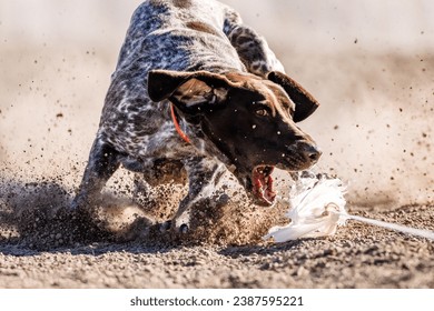 German Shorthaired Pointer GSP dog running lure course sport in the dirt on a sunny summer day - Shutterstock ID 2387595221