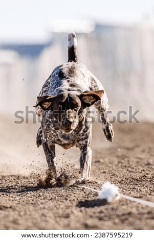 German Shorthaired Pointer GSP dog running lure course sport in the dirt on a sunny summer day