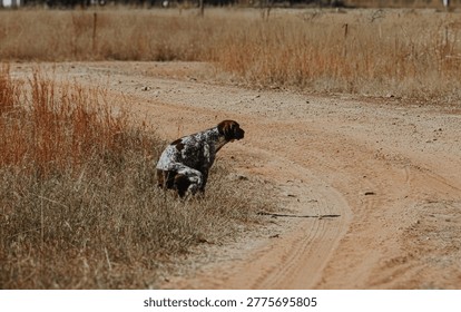 German Shorthaired Pointer GSP doing it's business 