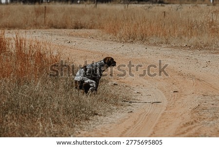 German Shorthaired Pointer GSP doing it's business 