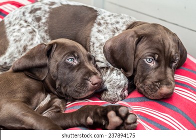 Royalty Free German Shorthaired Pointer Stock Images Photos