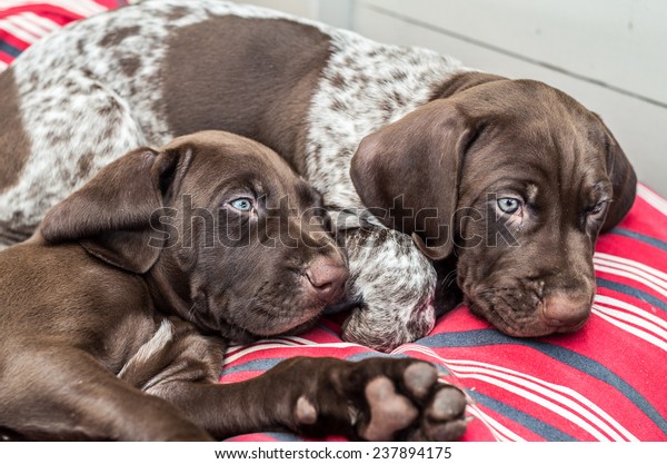 German Shorthaired Pointer Gsp Puppies Age Royalty Free Stock Image