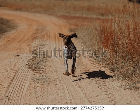 German Shorthaired Pointer GSP running 