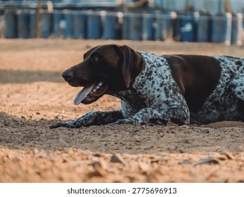 German Shorthaired Pointer GSP taking a break 