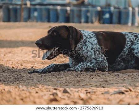German Shorthaired Pointer GSP taking a break 