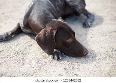 German Shorthaired Pointer Puppies Images Stock Photos Vectors