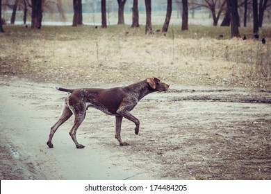 Pointer Dog Images Stock Photos Vectors Shutterstock