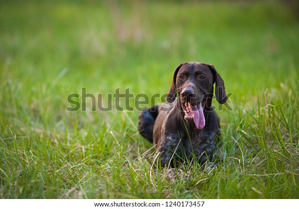 German Shorthaired Pointer Hunter Dog Head Stock Photo Edit Now