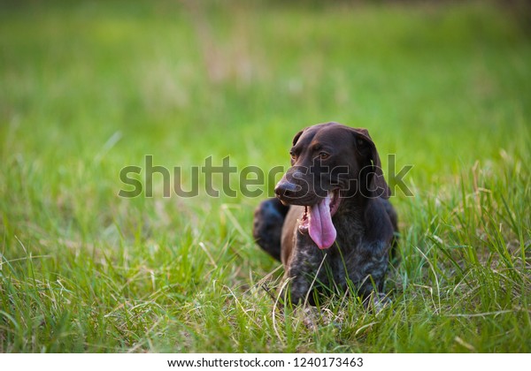 German Shorthaired Pointer Hunter Dog Head Stock Image Download Now