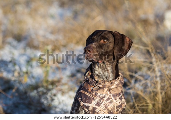 German Shorthaired Pointer Hunter Dog Head Stock Photo Edit Now