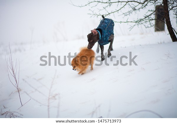 German Shorthaired Pointer Hunter Dog Pomeranian Stock Photo Edit