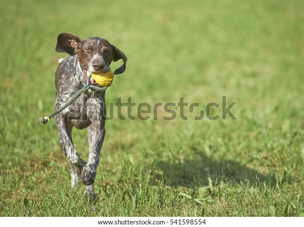 German Shorthaired Pointer Hunter Dog Running Stock Photo Edit