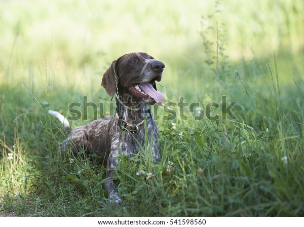 German Shorthaired Pointer Hunter Dog Running Stock Photo Edit