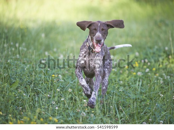 German Shorthaired Pointer Hunter Dog Running Stock Photo Edit