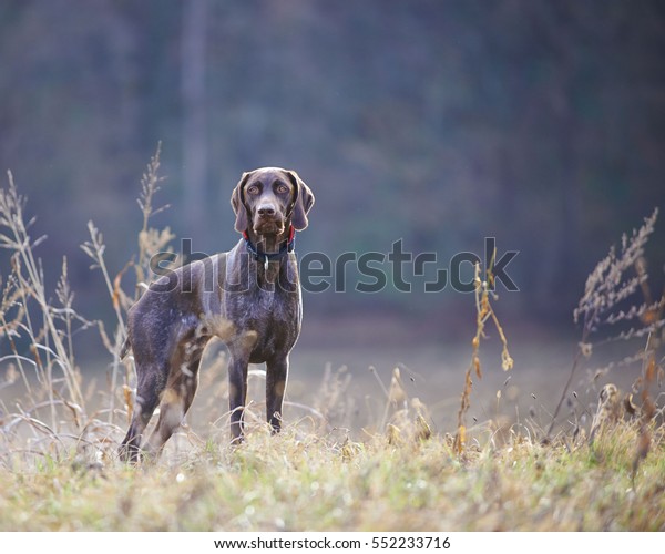 German Shorthaired Pointer Hunter Dog Running Stock Photo Edit