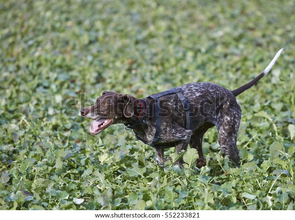 German Shorthaired Pointer Hunter Dog Psycho Stock Photo Edit Now