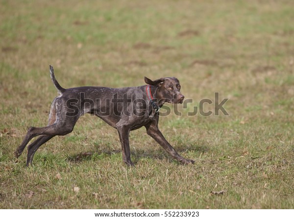 German Shorthaired Pointer Hunter Dog Running Stock Photo Edit