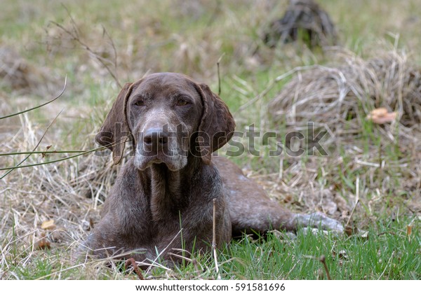 German Shorthaired Pointer Hunter Dog Stock Photo Edit Now 591581696