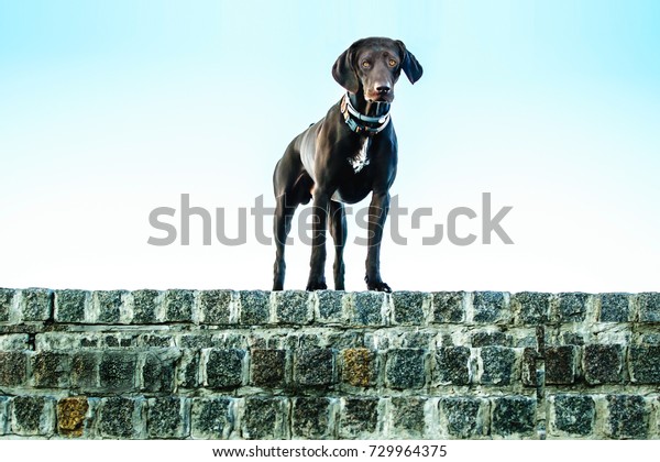 German Shorthaired Pointer Hunter Dog Standing Stock Photo Edit