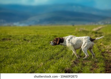 German Shorthaired Pointer Hunting