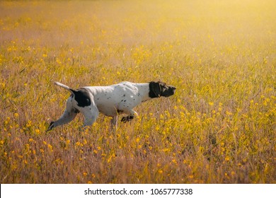 German Shorthaired Pointer Hunting