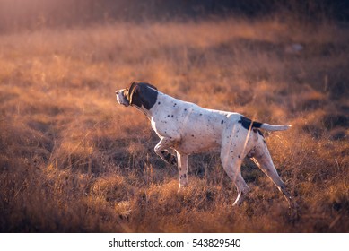 German Shorthaired Pointer hunting