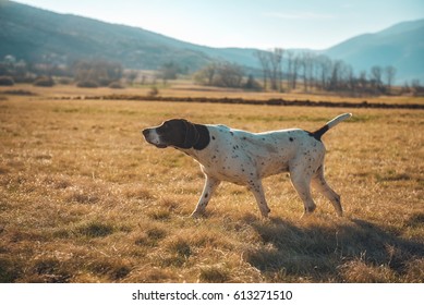 German Shorthaired Pointer Hunting