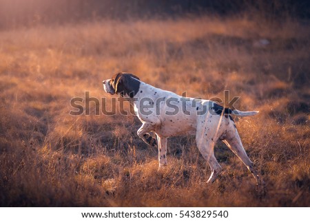 German Shorthaired Pointer hunting