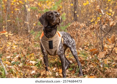 German Shorthaired Pointer Hunting Dog