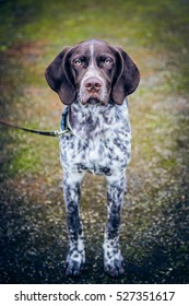 German Shorthaired Pointer Hunting Dog Stock Photo 527351617 | Shutterstock