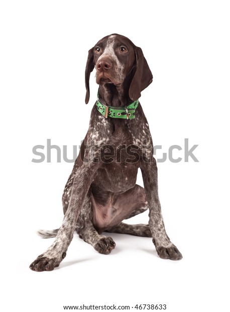 German Shorthaired Pointer Hunting Dog Sits Stock Photo Edit Now