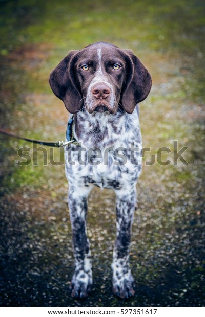 German Shorthaired Pointer Hunting Dog Stock Photo Edit Now