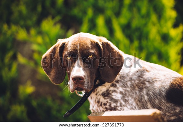 German Shorthaired Pointer Hunting Dog Stock Photo Edit Now