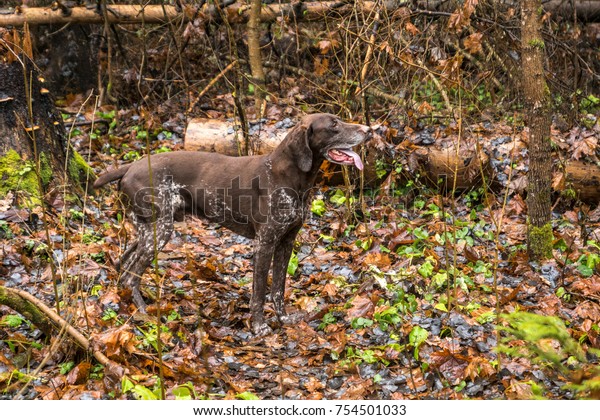 German Shorthaired Pointer Hunting Dog Running Stock Photo Edit