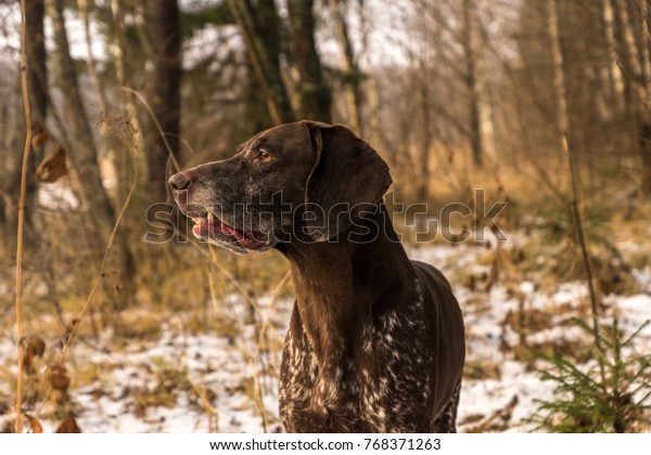 German Shorthaired Pointer Hunting Dog Running Stock Photo Edit