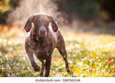 German Shorthaired Pointer Hunting With Steam Rising On Cold Morning