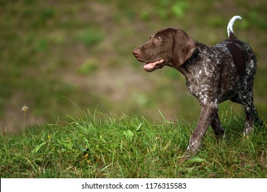 Royalty Free German Shorthaired Pointer Puppy Stock Images Photos