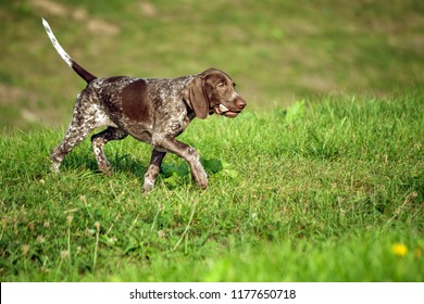 German Short Haired Pointer Images Stock Photos Vectors