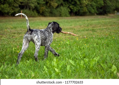 german shorthaired pointer, german kurtshaar one black spotted puppy,  dog is running with a cane in the teeth on the field with green grass, rear view, far away thick trees,