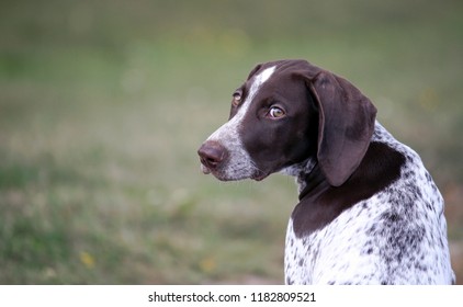 Pointer Puppy Images Stock Photos Vectors Shutterstock